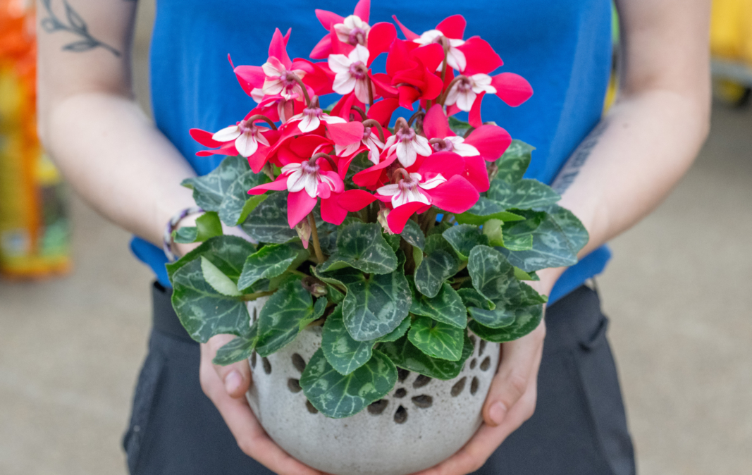 Florist’s Cyclamen Care Guide