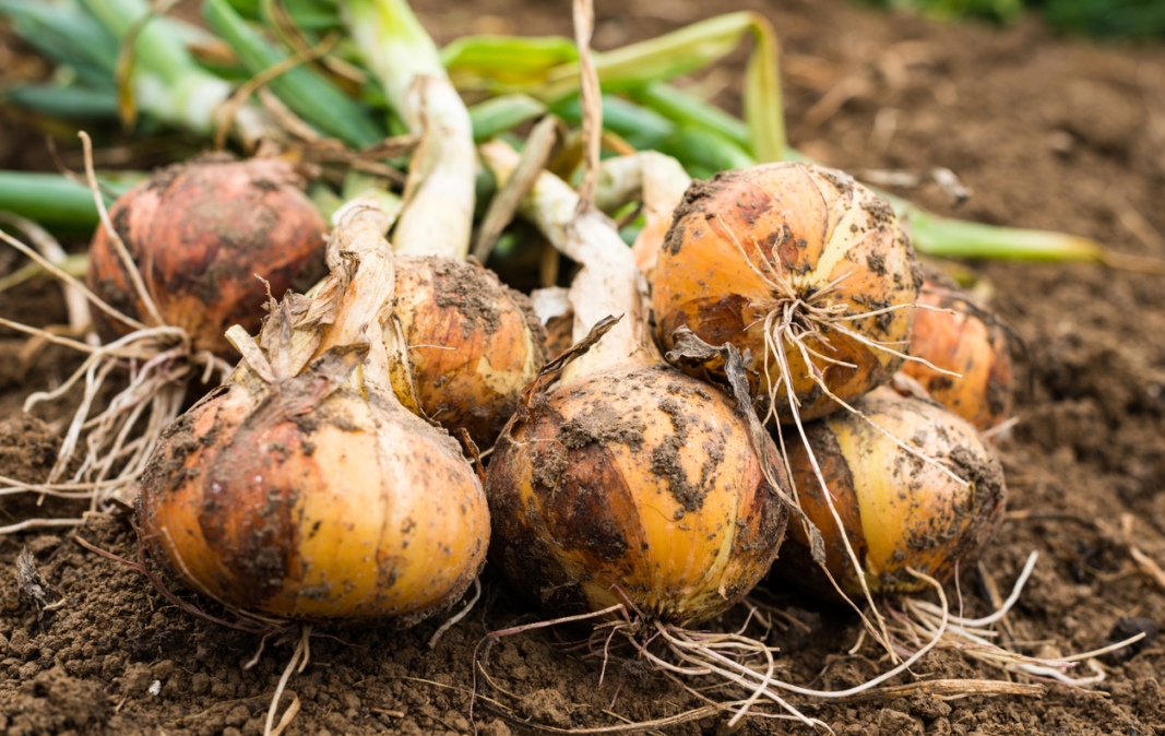 Growing Guide Garlic and Onions