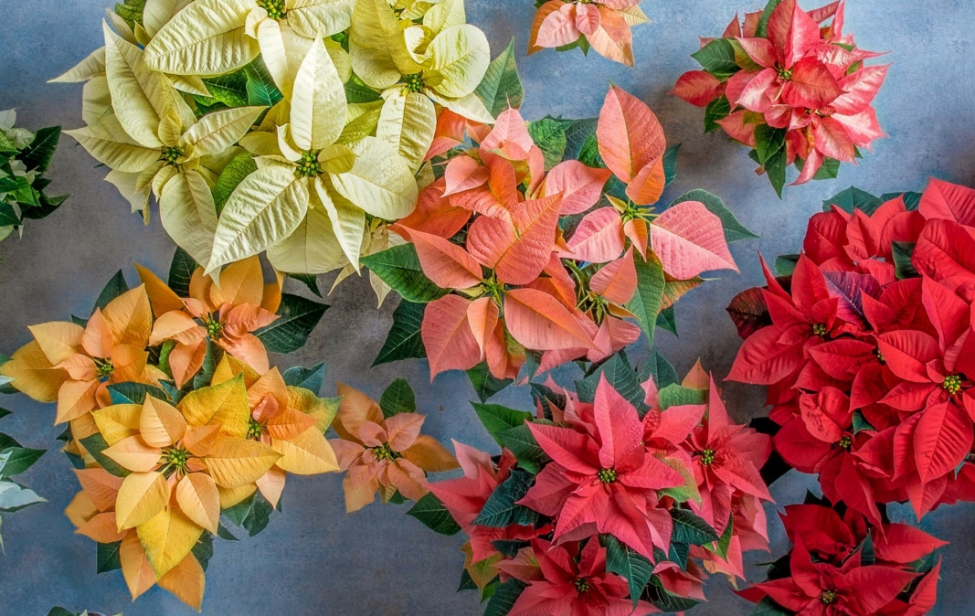Poinsettia Care Guide
