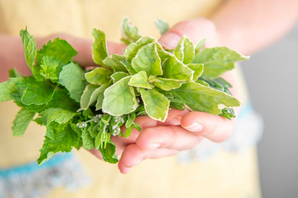 Basil Growing Guide