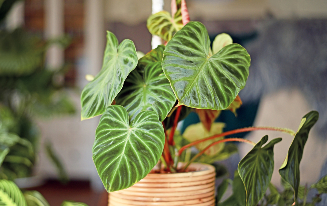 Philodendron Care Guide