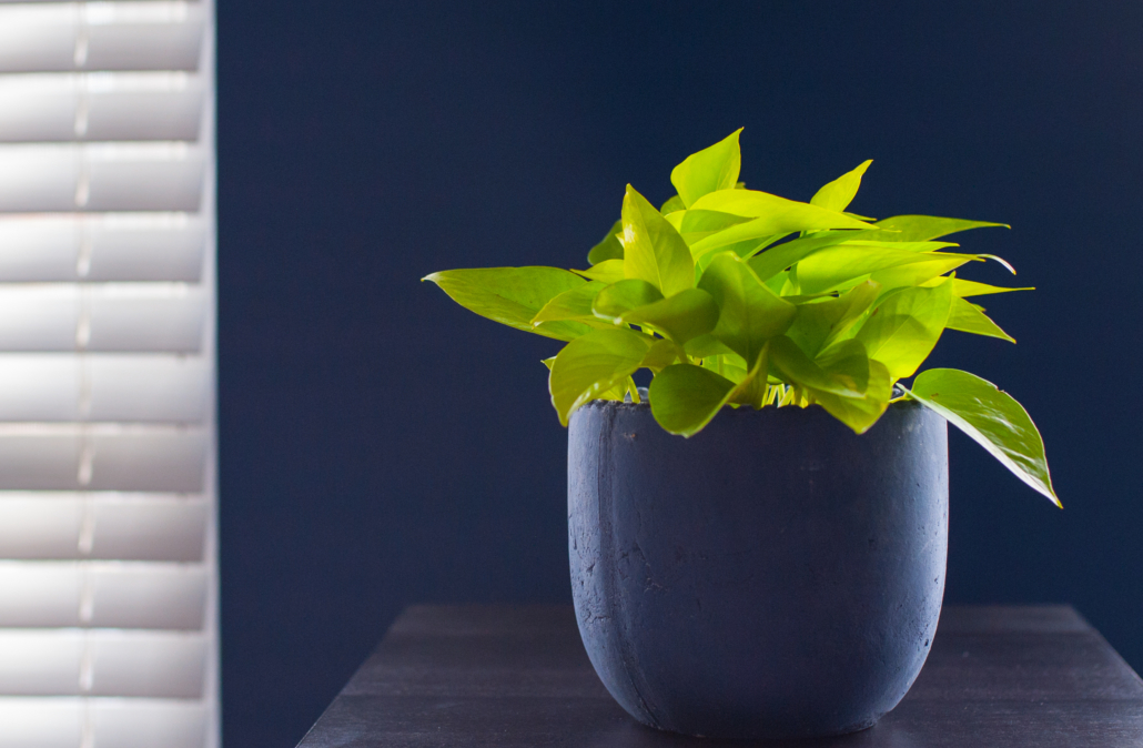 Pothos Care Guide