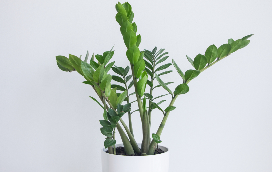 ZZ Plant Care Guide