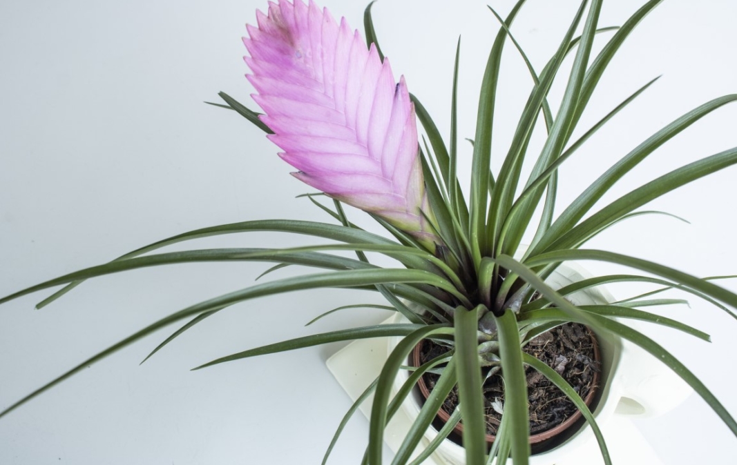 Air Plant Guide