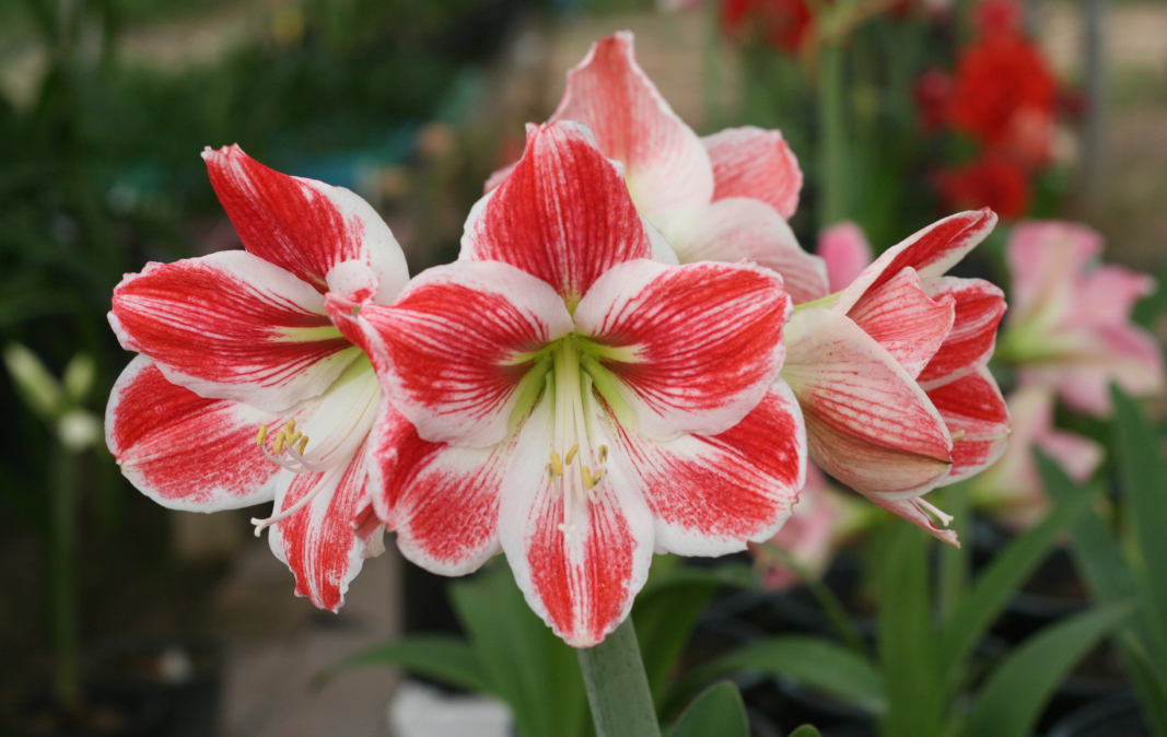 Amaryllis Care Guide