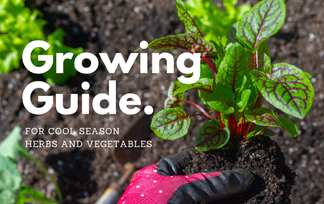 Growing Guide for Cool Seaon Herbs and Vegetables