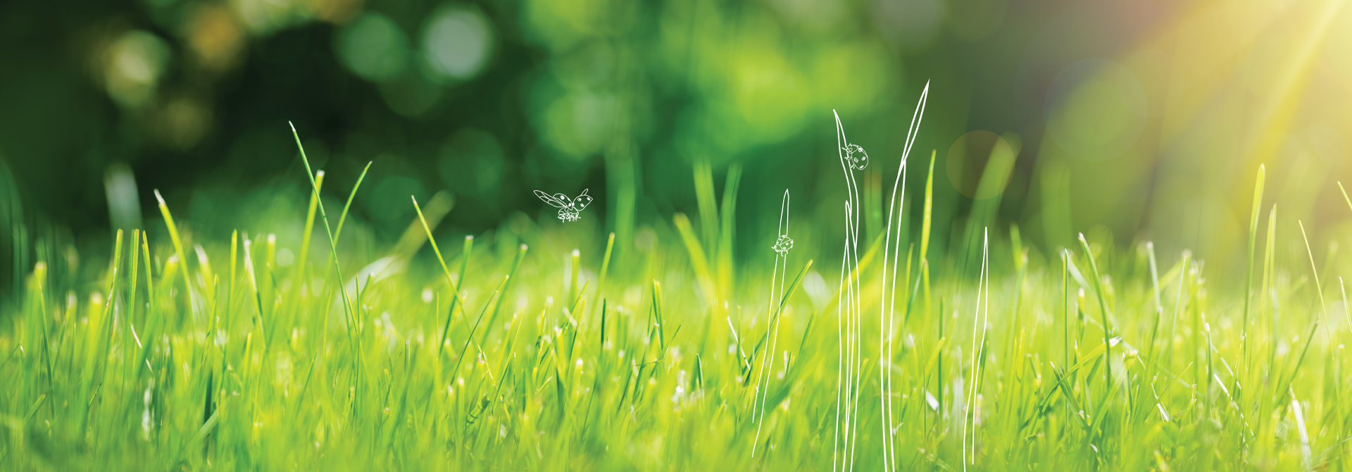 Our Guide to Year Round Lawn Care