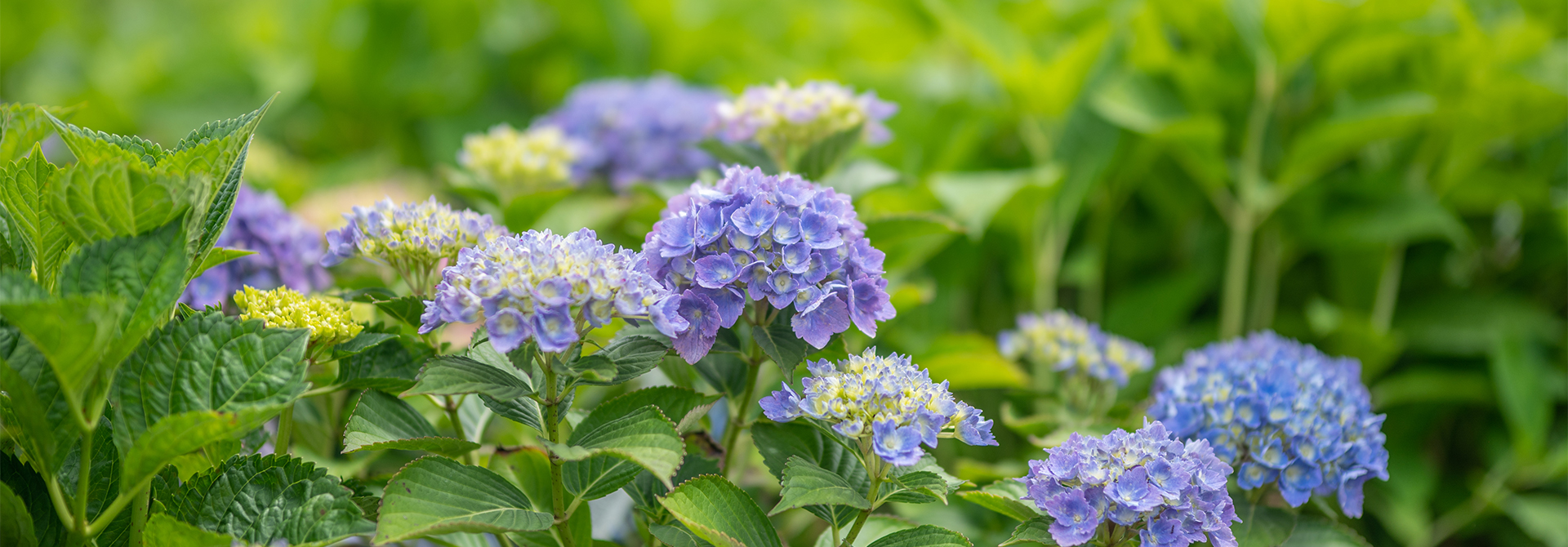 Hydrangea Identification & Care