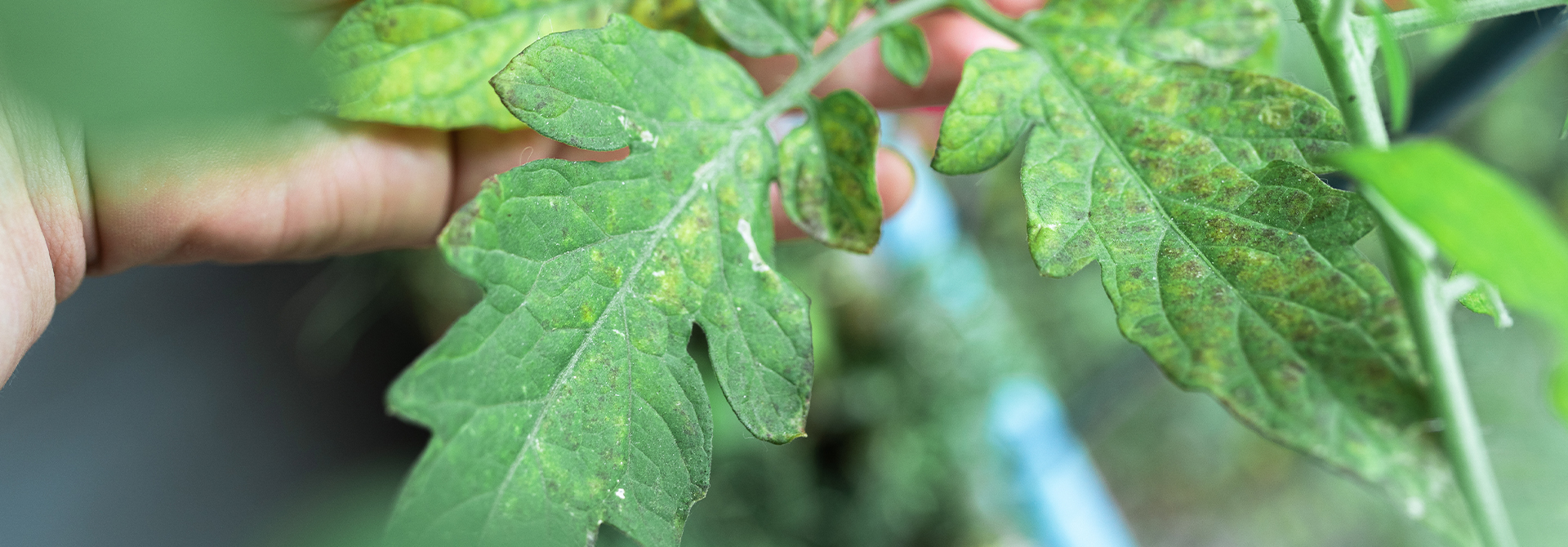 Plant Diagnosis