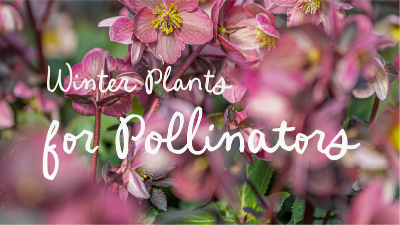 Container Gardening Made Easy