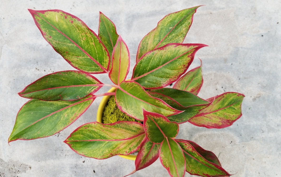 Chinese Evergreen Guide