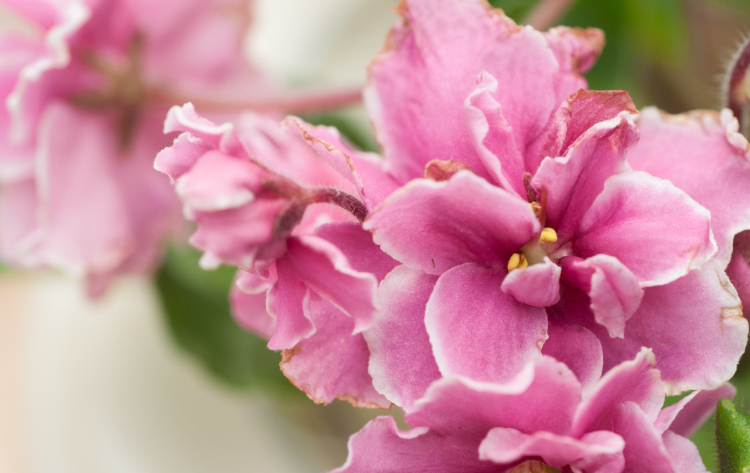 African Violet Care Guide