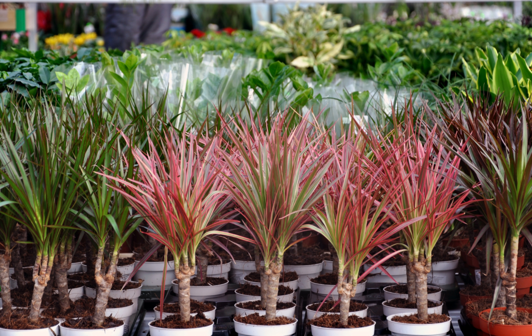 Dracaena Care Guide