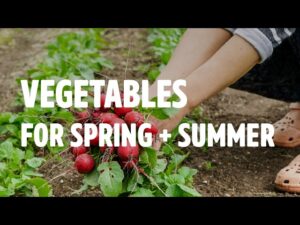 Vegetables for Spring and Summer