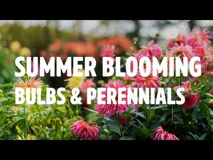 Summer Blooming Bulbs and Perennials