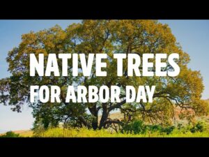 Native Trees for Arbor Day