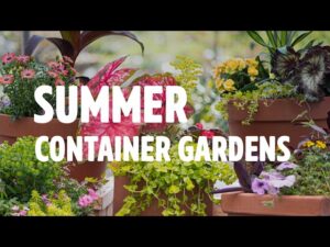 Summer Container Gardening