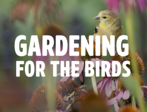 Gardening for the Birds