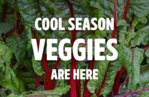 Fall Vegetable Gardens Display and Showcase