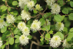 Native Shrubs of Virginia