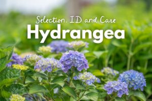 Hydrangea ID, Selection and Care