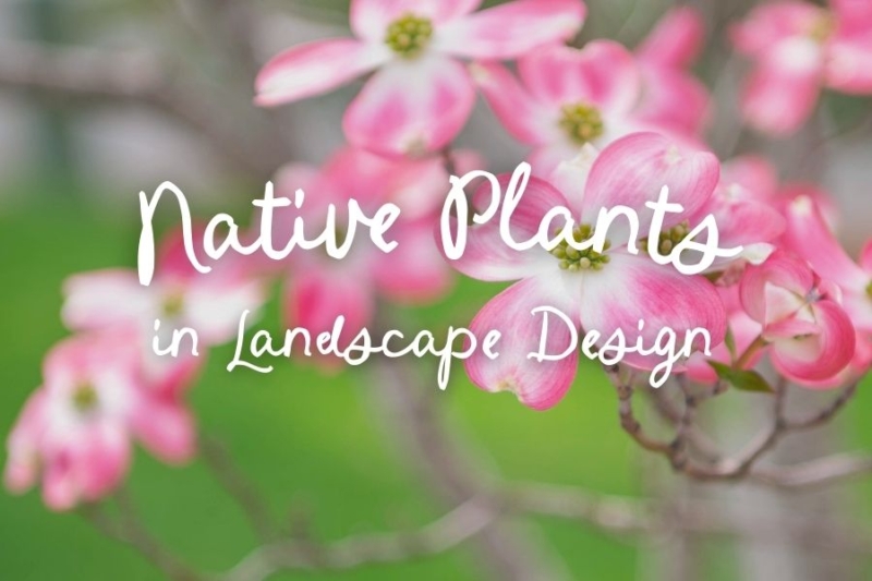 Native Plants in Landscape Design