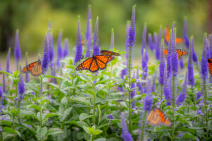 SOLD OUT – Pollinator Garden Bed Planning Workshop
