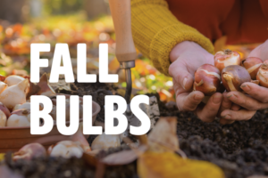 Fall Bulbs to Plant Now