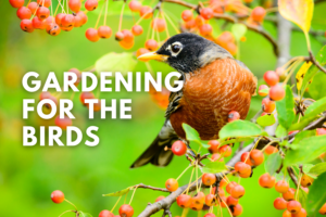 Gardening for the Birds