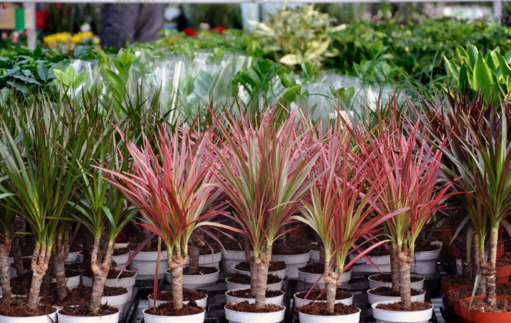 Dracaena