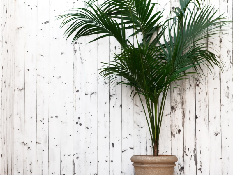 Kentia Palm