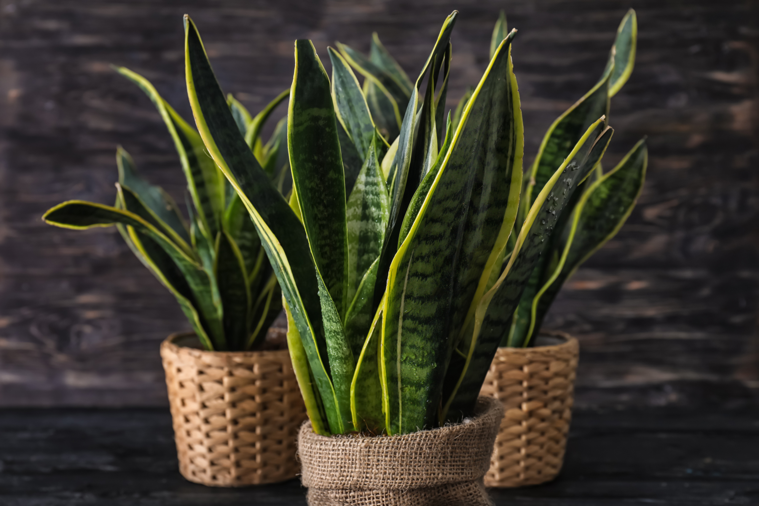 Snake Plant Care Guide