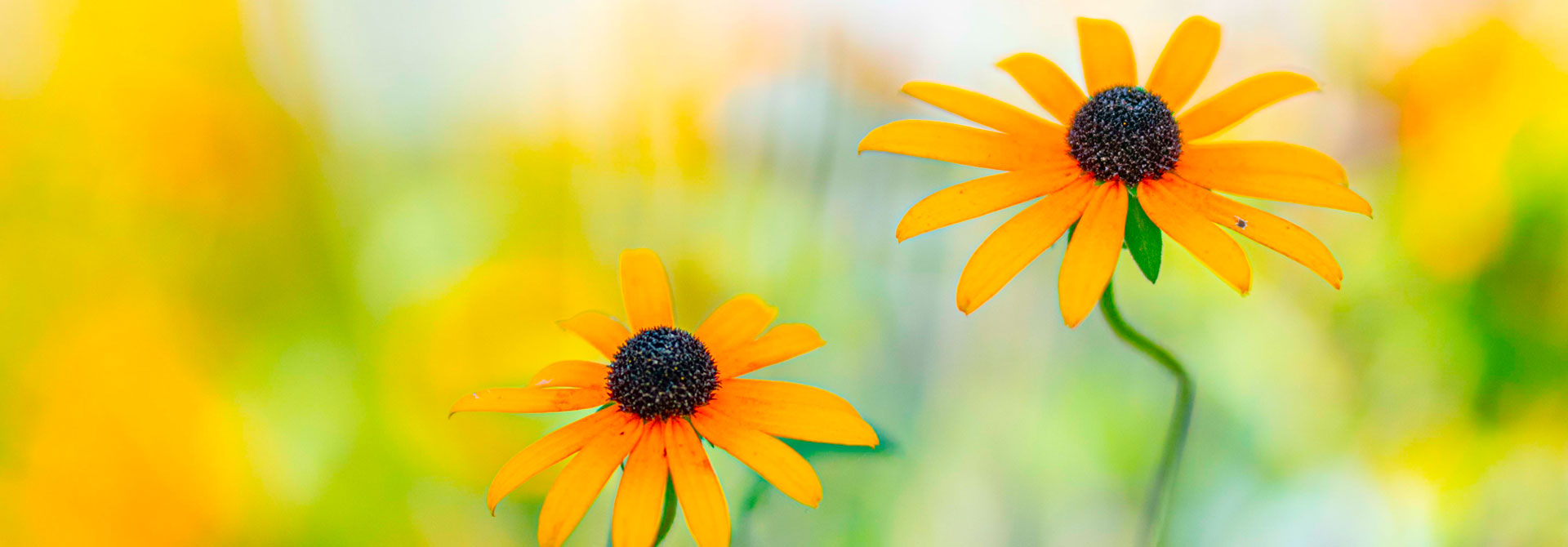 Summer in Bloom