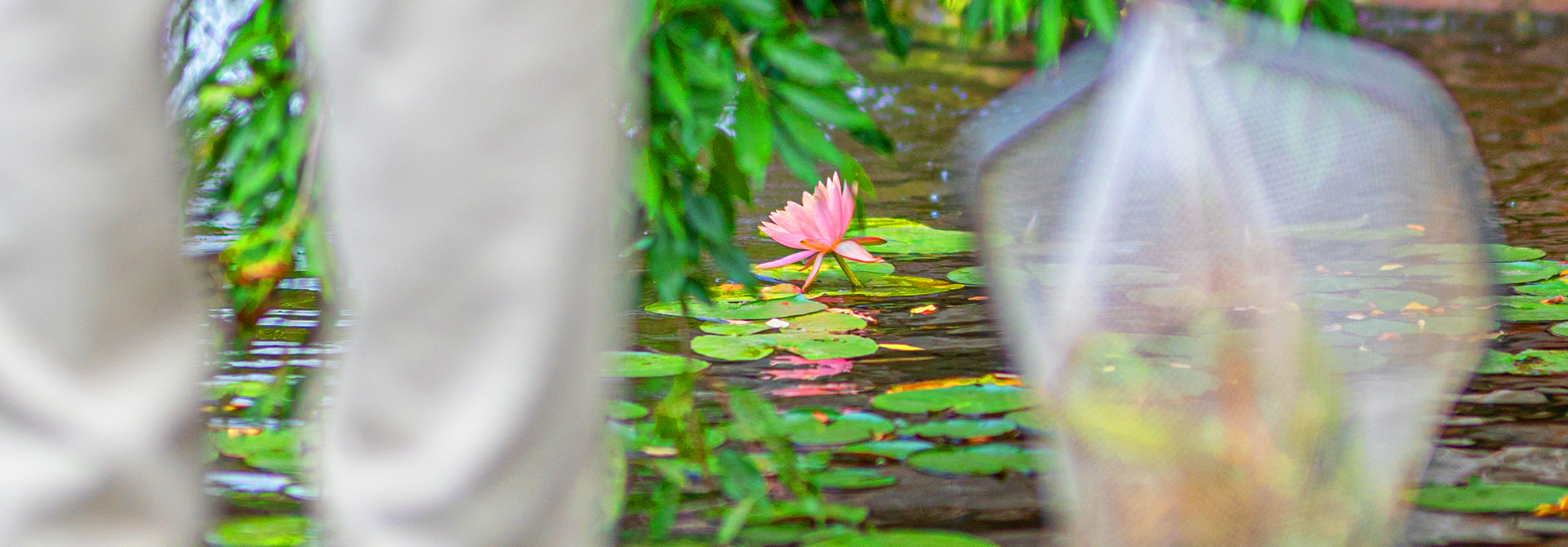 Water Gardens