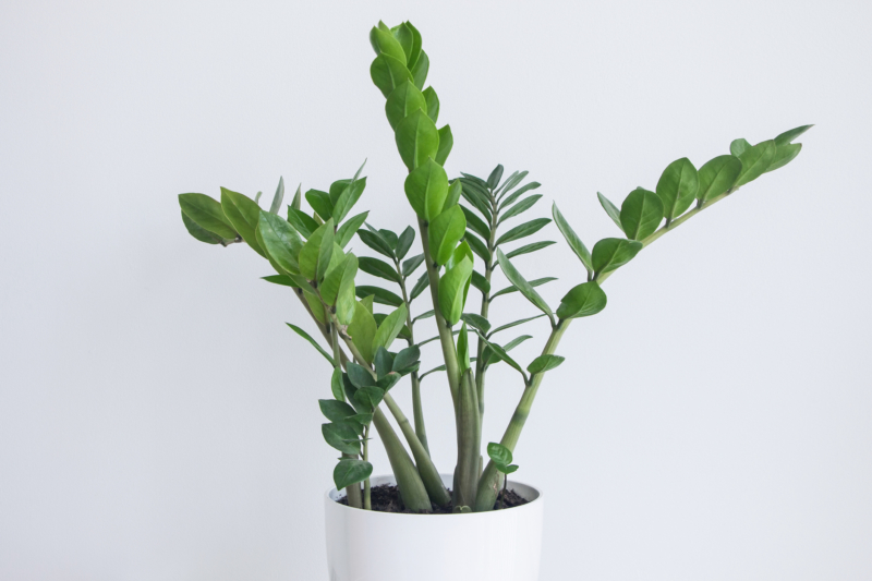 Zamioculcas (ZZ Plant)