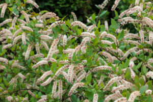Native Shrubs of Virginia
