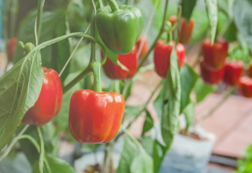 Growing Container Peppers