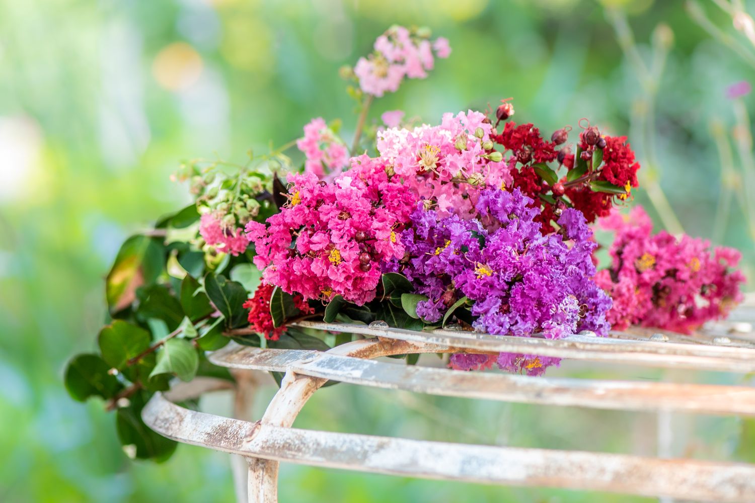 Crape Myrtle Care And Selection Guide