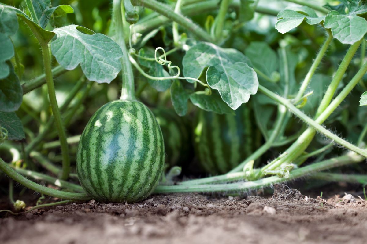 Growing Container Watermelons