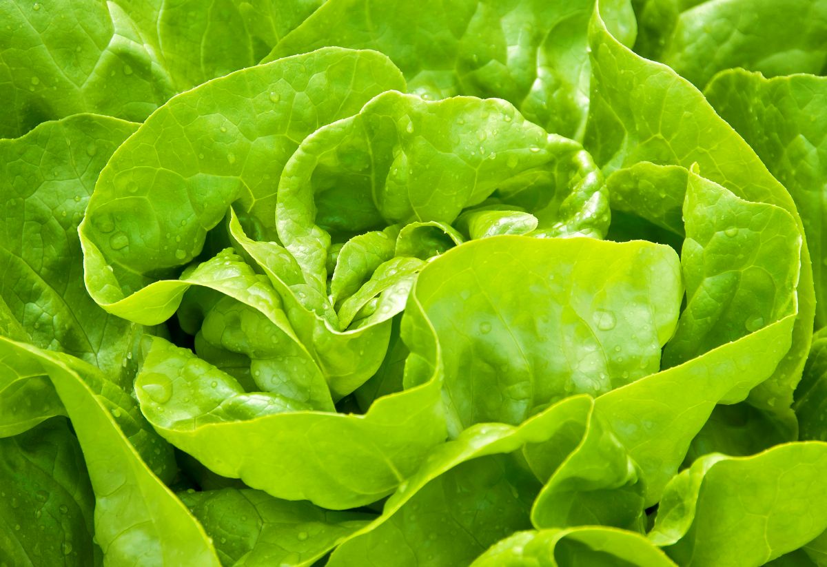 Lettuce Growing Guide
