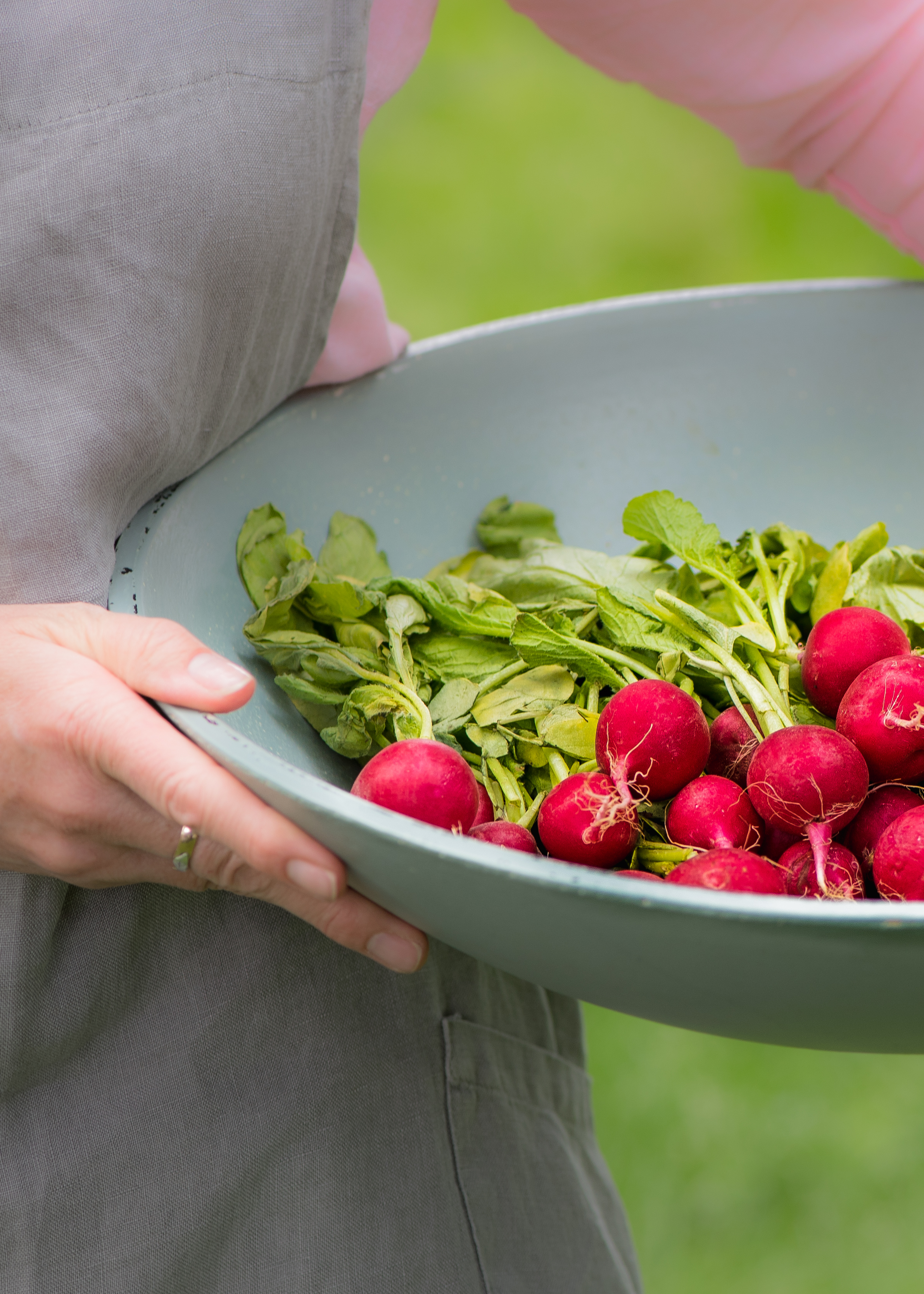 Carrot and Radish Growing Guide