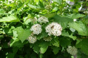 Native Alternatives to Popular Landscape Plants
