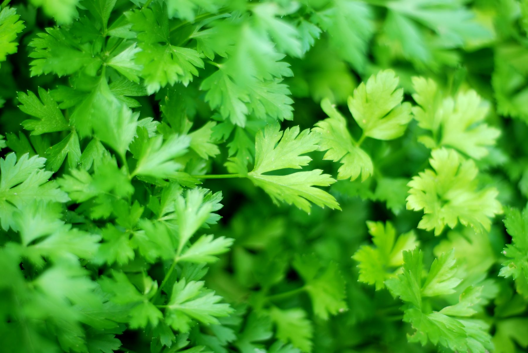 Chives, Cilantro and Parsley Guide