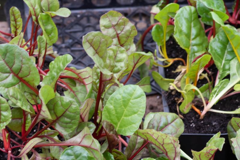 Kale and Swiss Chard Growing Guide