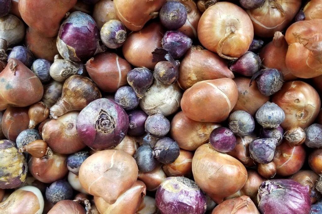 Unique Fall Bulbs