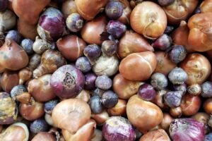 Unique Fall Bulbs