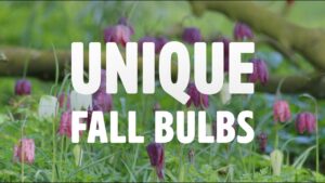 Unique Fall Bulbs