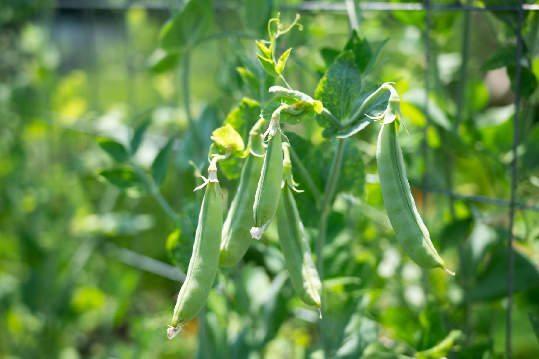 Sugar, Snap and Garden Peas Grow Guide