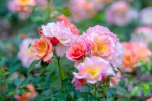 Arlington Rose Foundation Annual Auction and Rooting Workshop